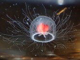 Medūza Turritopsis rubra