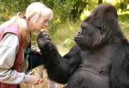 Gorilla Koko