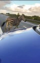 Izbēgusi zebra Vācijā - 3