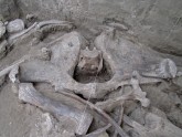 Mamutu skelets Meksikā  - 4