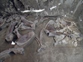 Mamutu skelets Meksikā  - 6