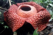 Rafflesia Indonēzijas džungļos - 1