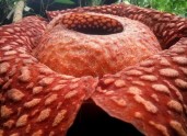 Rafflesia Indonēzijas džungļos - 2