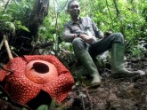 Rafflesia Indonēzijas džungļos - 3