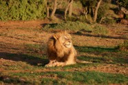 Safari lauvas