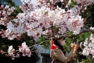Japānā sāk ziedēt sakuras - 3
