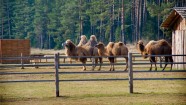 Latvijas kamieļu brigāde