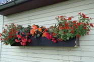 Alderman audzētavas balkonpuķu kombinācijas, balkonpuķes, balkona augi, kastes
