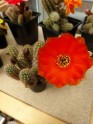 Kārļa Mūsiņa kaktusu kolekcija, Kārlis Mūsiņš 
