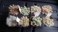 Kārļa Mūsiņa kaktusu kolekcija, Kārlis Mūsiņš 