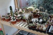 Kārļa Mūsiņa kaktusu kolekcija - 83