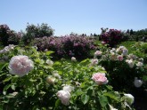 Rundāles pils franču dārzā zied rozes - 2