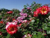 Rundāles pils franču dārzā zied rozes - 3