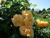 Rundāles pils franču dārzā zied rozes - 4