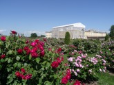 Rundāles pils franču dārzā zied rozes - 5
