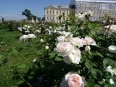 Rundāles pils franču dārzā zied rozes - 7