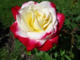 Rundāles pils franču dārzā zied rozes - 9