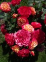 Rundāles pils franču dārzā zied rozes - 11