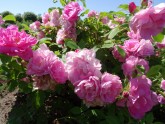 Rundāles pils franču dārzā zied rozes - 13