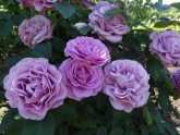 Rundāles pils franču dārzā zied rozes - 14