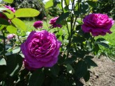 Rundāles pils franču dārzā zied rozes - 15