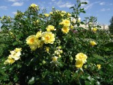 Rundāles pils franču dārzā zied rozes - 17