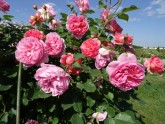 Rundāles pils franču dārzā zied rozes - 19