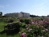 Rundāles pils franču dārzā zied rozes - 20