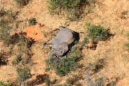 Mirušie ziloņi Botsvānā - 12