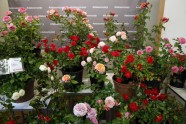 Rožu izstāde Lavijas Dabas muzejā - 1