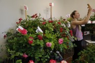 Rožu izstāde Lavijas Dabas muzejā - 9