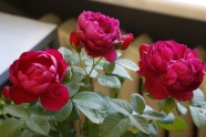 Rožu izstāde Lavijas Dabas muzejā - 40