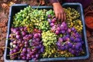 Vīnogu raža Jemenā - 1