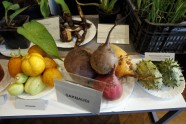 Garšaugu un dārzeņu izstāde Dabas muzejā - 27