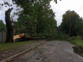 Vējš gāž kokus Rīgā  - 2