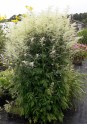 Artemisia lactiflora 1