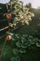 Līgas dārzs Ogrē - 68