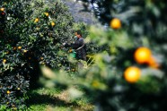 Korsikas salā novāc mandarīnus - 2