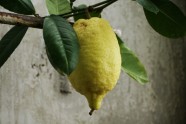 Citroni LU Botāniskajā dārzā - 1