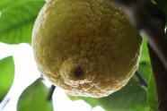 Citroni LU Botāniskajā dārzā - 2