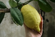 Citroni LU Botāniskajā dārzā - 3