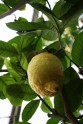 Citroni LU Botāniskajā dārzā - 4