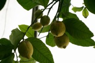Citroni LU Botāniskajā dārzā - 5