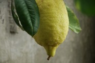Citroni LU Botāniskajā dārzā - 6