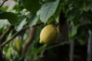 Citroni LU Botāniskajā dārzā - 7