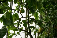 Citroni LU Botāniskajā dārzā - 8