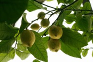 Citroni LU Botāniskajā dārzā - 10