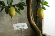 Citroni LU Botāniskajā dārzā - 14