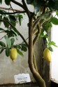 Citroni LU Botāniskajā dārzā - 15