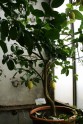 Citroni LU Botāniskajā dārzā - 16